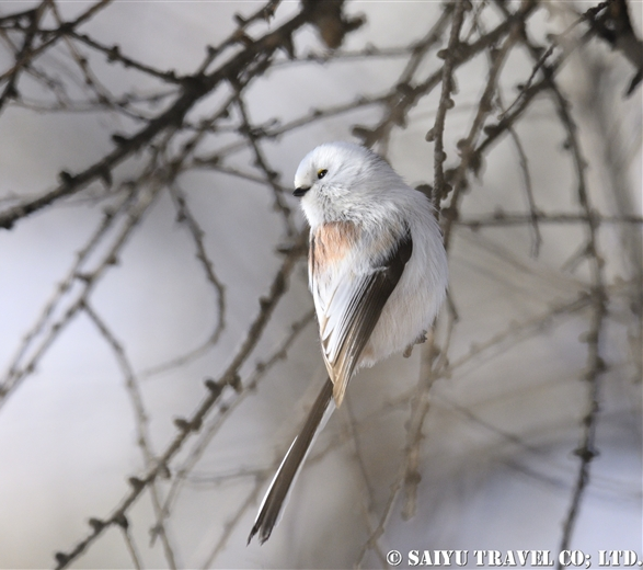 Japan In Scotland tweet media