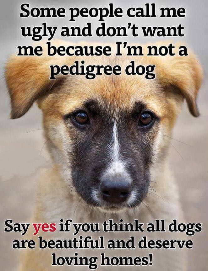 The Dalbo Dog tweet media