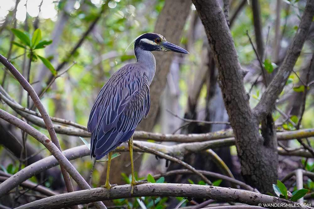 wandersmiles's tweet image. 🇺🇸 Best Itinerary for 3 days in St Petersburg Florida. Hip street art, craft beer scene and kayaking in mangroves to see wildlife. 
🇺🇸 Guide to the sustainable side of St Pete FL &amp;gt;&amp;gt; READ bit.ly/StPeteFl

#stpeteflorida #vscp #visitusa #sustainabletravel