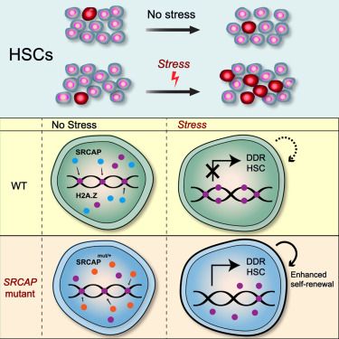 Wang_Yu_Hung's tweet image. SRCAP mutations drive clonal hematopoiesis through epigenetic and DNA repair dysregulation
doi.org/10.1016/j.stem…
#clonal #hematopoiesis @CellStemCell