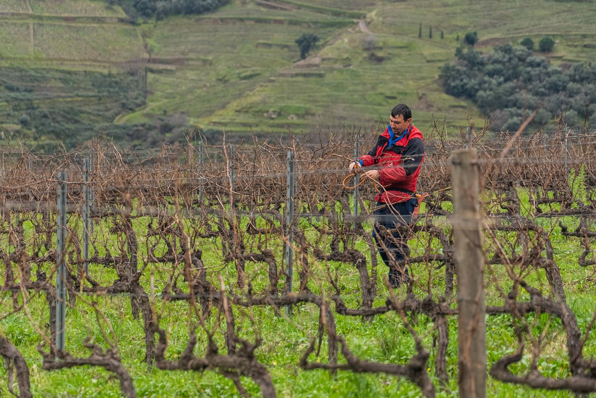 TaylorsPortWine's tweet photo. The month of January was dedicated to essential vineyard care!
-
O mês de janeiro foi dedicado aos cuidados essenciais para as vinhas!
#taylorsportwine #taylorfladgate #quintadevargellas #vineyards #portwine #vinhodoporto https://t.co/cDHzgF1CFD