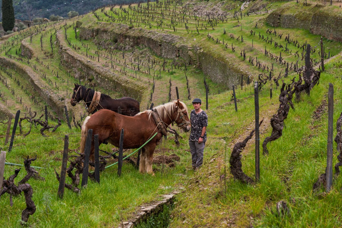 TaylorsPortWine's tweet photo. The month of January was dedicated to essential vineyard care!
-
O mês de janeiro foi dedicado aos cuidados essenciais para as vinhas!
#taylorsportwine #taylorfladgate #quintadevargellas #vineyards #portwine #vinhodoporto https://t.co/cDHzgF1CFD