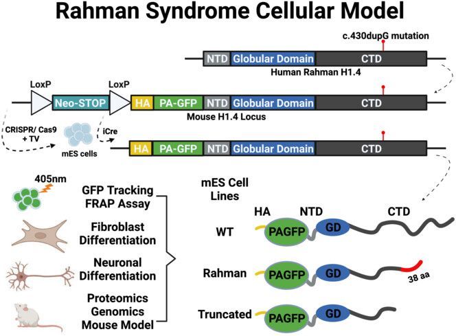 FEBSOpenBio's tweet photo. 🆕Development of a mouse embryonic stem cell model for investigating the functions of the linker histone H1-4

🔗https://t.co/QAU3pnKhhJ

#StemCellModel #Histones 
#NeurologicalDisease @CytoLabKoc https://t.co/xDjaI8HUPv