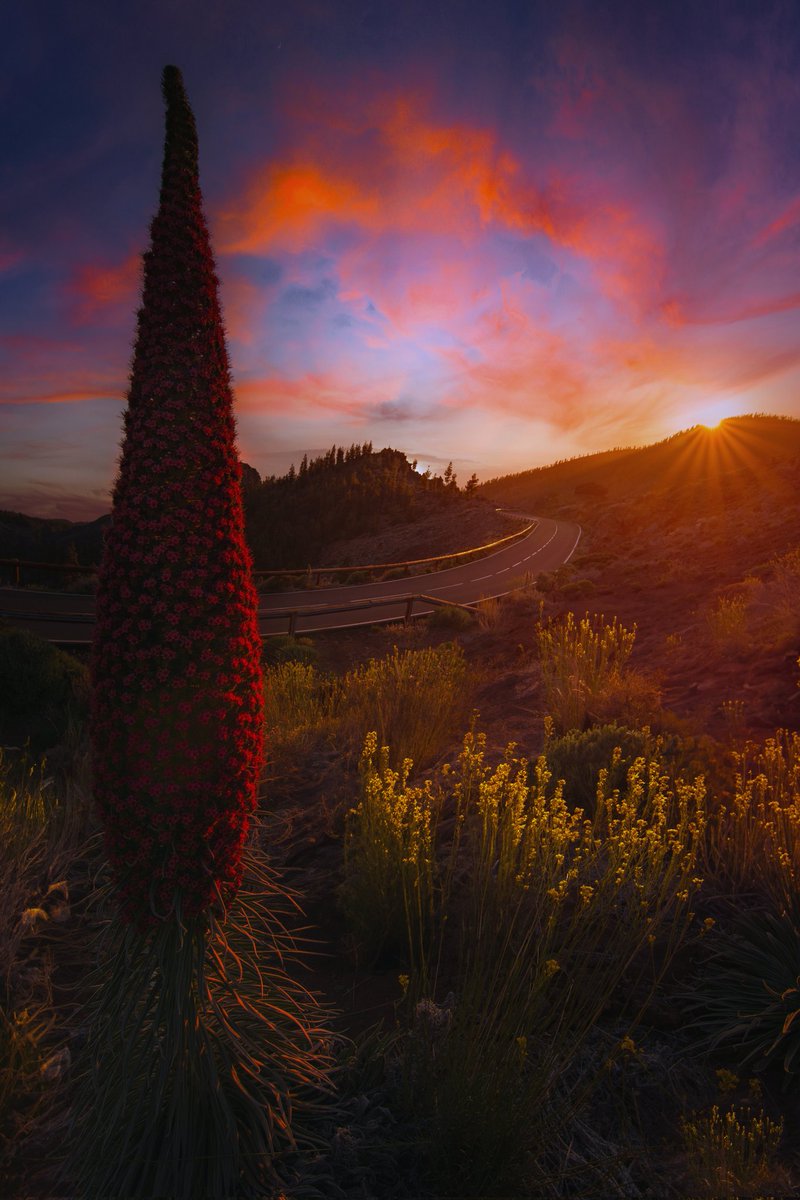 PhotoshotTen's tweet photo. El espectáculo de la floración del Tajinaste rojo del Teide. https://t.co/lBOQ0n02WM
