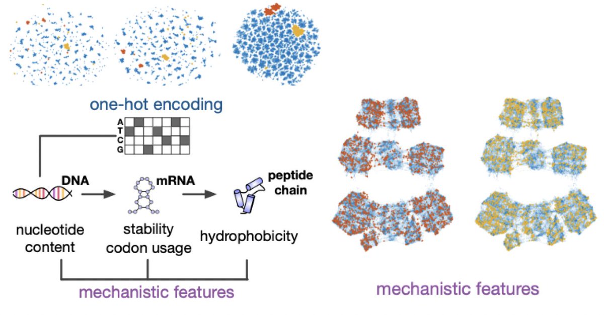 Diego Oyarzún (@doyarzunrod) on Twitter photo 📢Another new preprint in #AI #synbio:
Mechanistic DNA features can improve generalization power of sequence-to-expression models
biorxiv.org/content/10.110…
We built a graph neural net to blend domain-agnostic and domain-aware features in a single model
Congrats <a href="/987Yuxinshen/">Yuxin Shen</a>! 📢Another new preprint in #AI #synbio:
Mechanistic DNA features can improve generalization power of sequence-to-expression models
biorxiv.org/content/10.110…
We built a graph neural net to blend domain-agnostic and domain-aware features in a single model
Congrats <a href="/987Yuxinshen/">Yuxin Shen</a>!