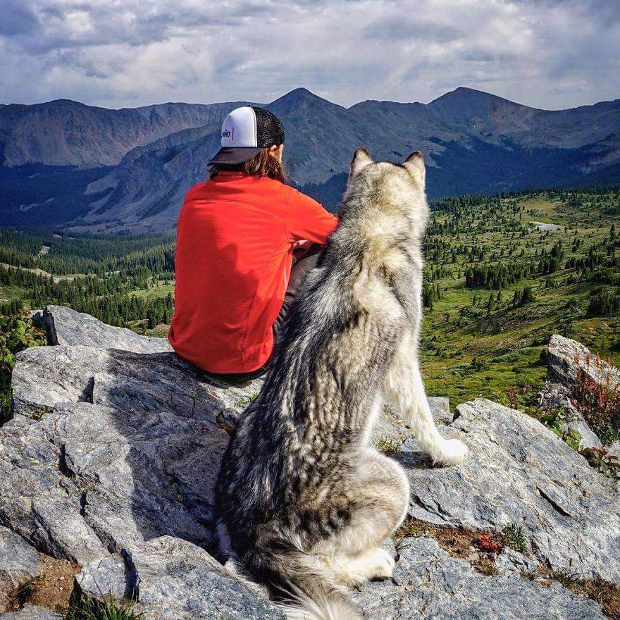 A un perro no le importa si eres rico o pobre, inteligente o tonto. Dale tu corazón y él te dará el suyo..💕