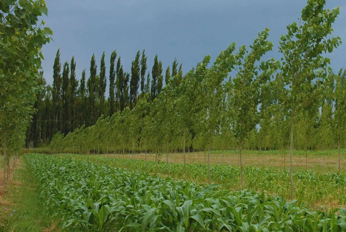 🇦🇷 promotes agroforest models to improve ♻️ within its food systems. Experts from @intaargentina assess the advantages of integrating 🌲🌳 & shrubs into crops & 🐄 to protect biodiversity, increase 💧efficiency & diversify local economies. Agroforestry affords multiple benefits.