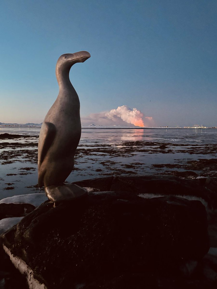 The great auk watches the latest eruption in Iceland (photo by Harpa Másdóttir). In 1830 the main breeding ground of the species was destroyed by an eruption not far from this one. See my book: press.princeton.edu/.../9780.../th… @PrincetonUPress @extinction