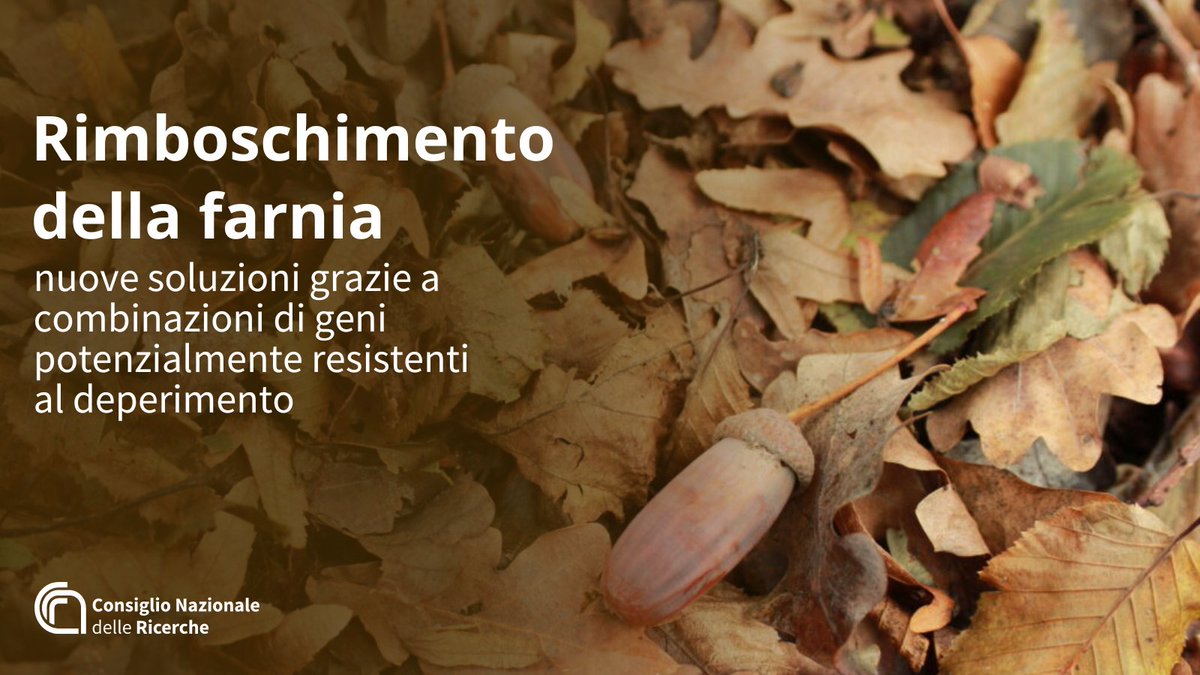 CNRsocial_'s tweet photo. Rimboschimento della farnia
Giunto a conclusione, il progetto "ResQ-querce resilienti" ha individuato farnie che presentano combinazioni di geni di potenzialmente legate a forme di resistenza al deperimento
Scopri di più👇
https://t.co/PH1ayJn6Fa

@ProgettoQ
@MC_Carro #Cnr_Ibbr https://t.co/EHHfhWvaiU