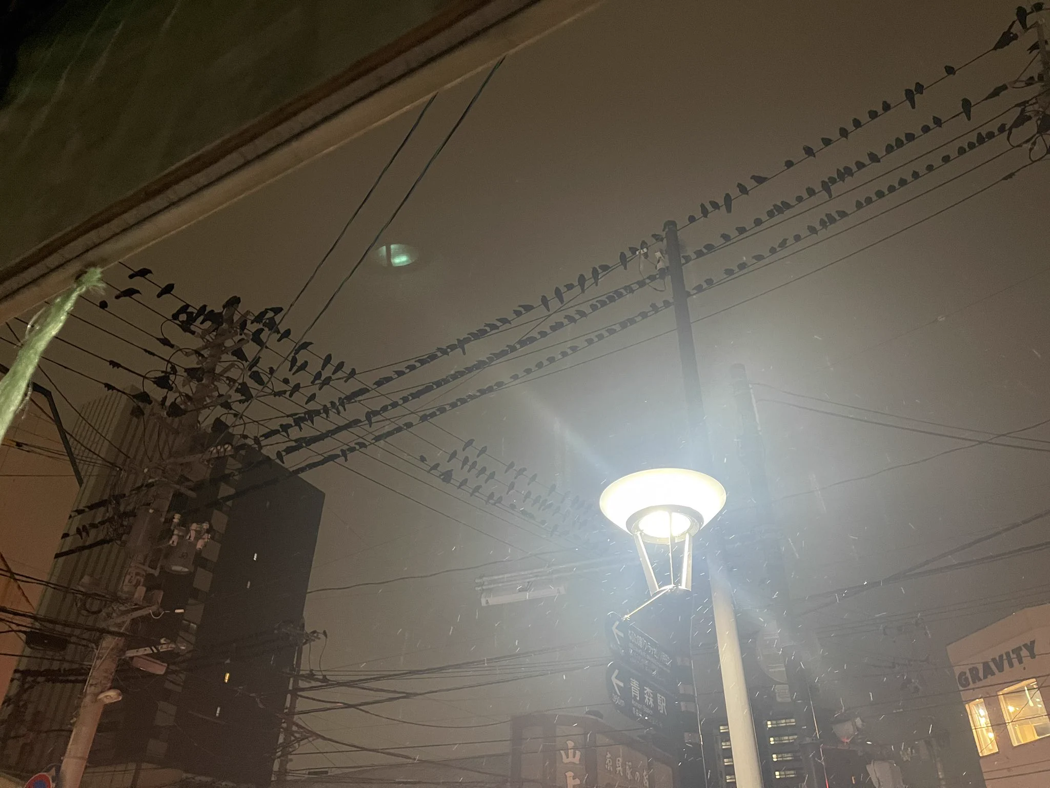 カラス 地震 前兆