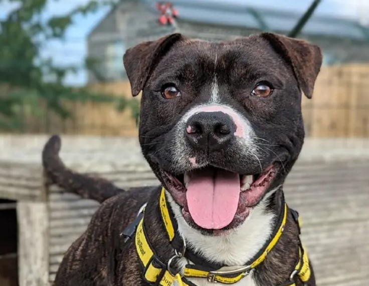 Brock is searching for his #ForeverHome 🤞 Visit our website to find out more: dogstrust.org.uk/rehoming/dogs/… #DogsTrust #AdoptDontShop #Staffy #StaffordshireBullTerrier