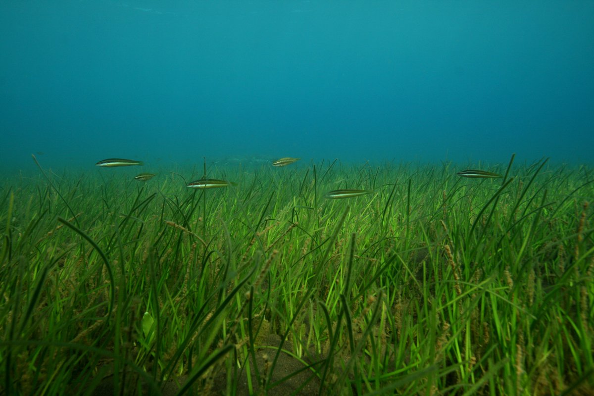 Our latest collaborative scientific publication, ‘One Hundred Priority Questions for Advancing Seagrass Conservation in Europe’, has just been published in the scientific journal ‘Plants People Planet’! Check out the publication here: nph.onlinelibrary.wiley.com/doi/epdf/10.10…