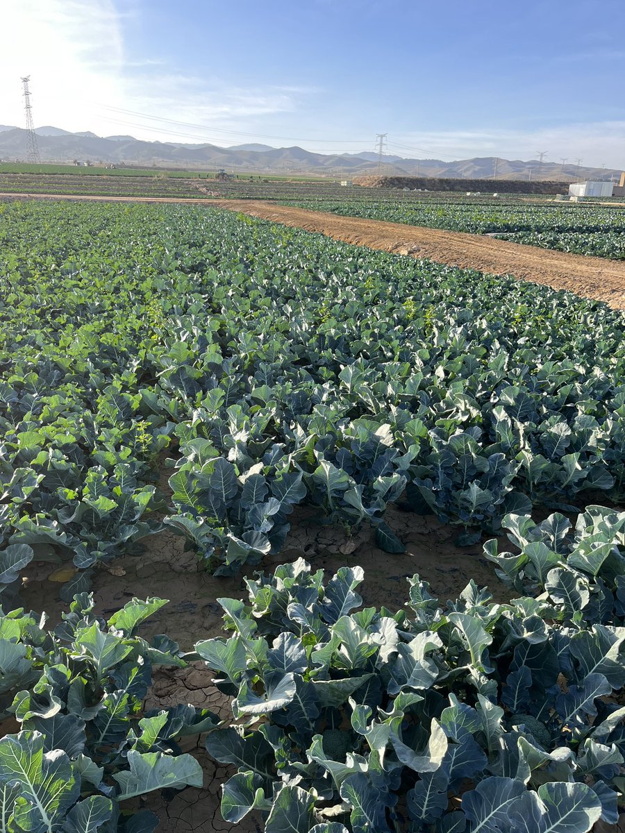 MunueraMiguel's tweet photo. Volvemos a ver con los Ingenieros ya en Campo de cultivo el Nuevo Brócoli de @TakiiEurope  PACÍFICO (TBR2605) y sigue impresionando la forma,compactación,color y grano fino de la inflorescencia, además de su gran vigor y porte de planta (la sanidad vegetal es espectacular). #seed https://t.co/4UJQYNGA96