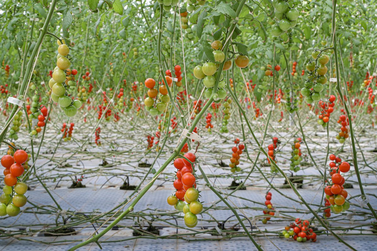 amnaaaldahak's tweet image. Coinciding with #NationalEnvironmentDay theme this year, we renew our support to the #localproduct and #localfarmers. 
I was pleased to meet a group of local farmers to discuss opportunities of cooperation to support the local products. #Togetherforasustainablelocalproduct