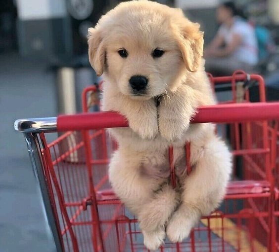 puppies video tweet media