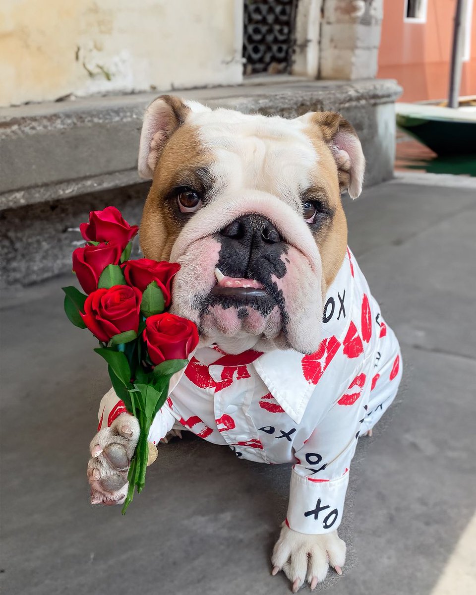 Bulldogs are the ultimate family dog, with a gentle and loving nature that makes them great with children.
#romanticdinner #happydog #cutedog #bulldoglove