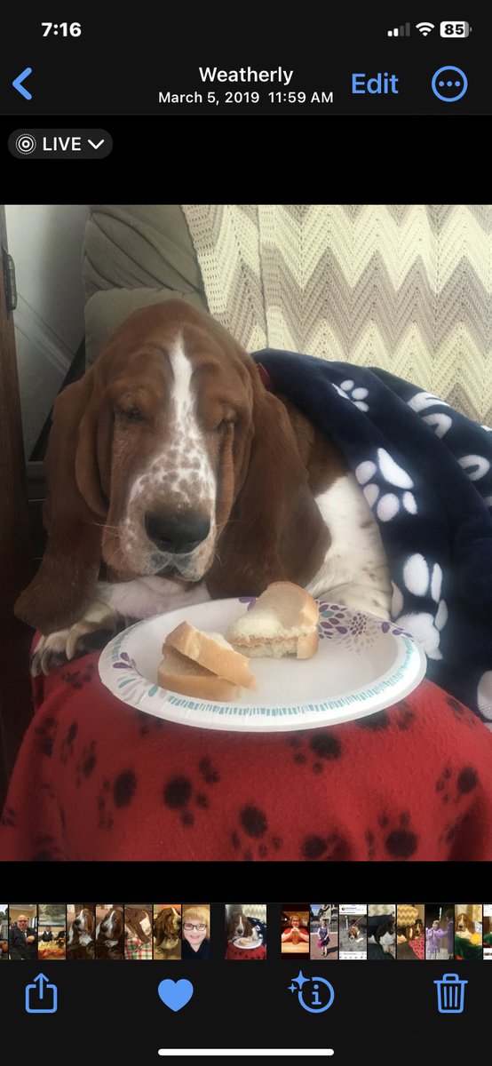 ElvisBasset tweet picture