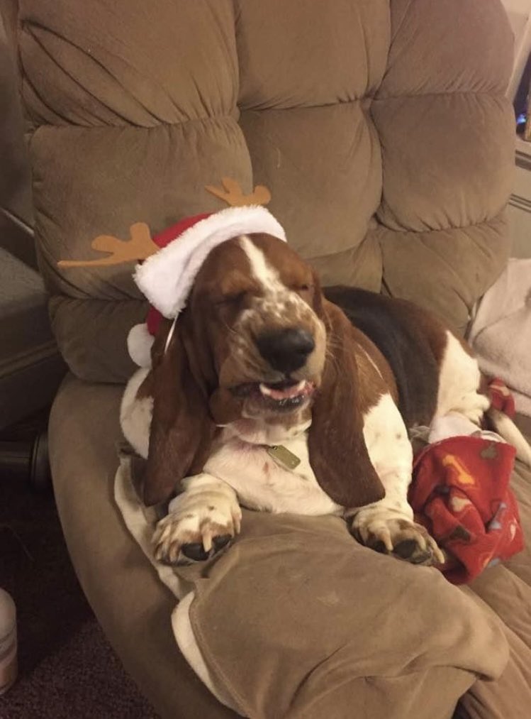 ElvisBasset tweet picture