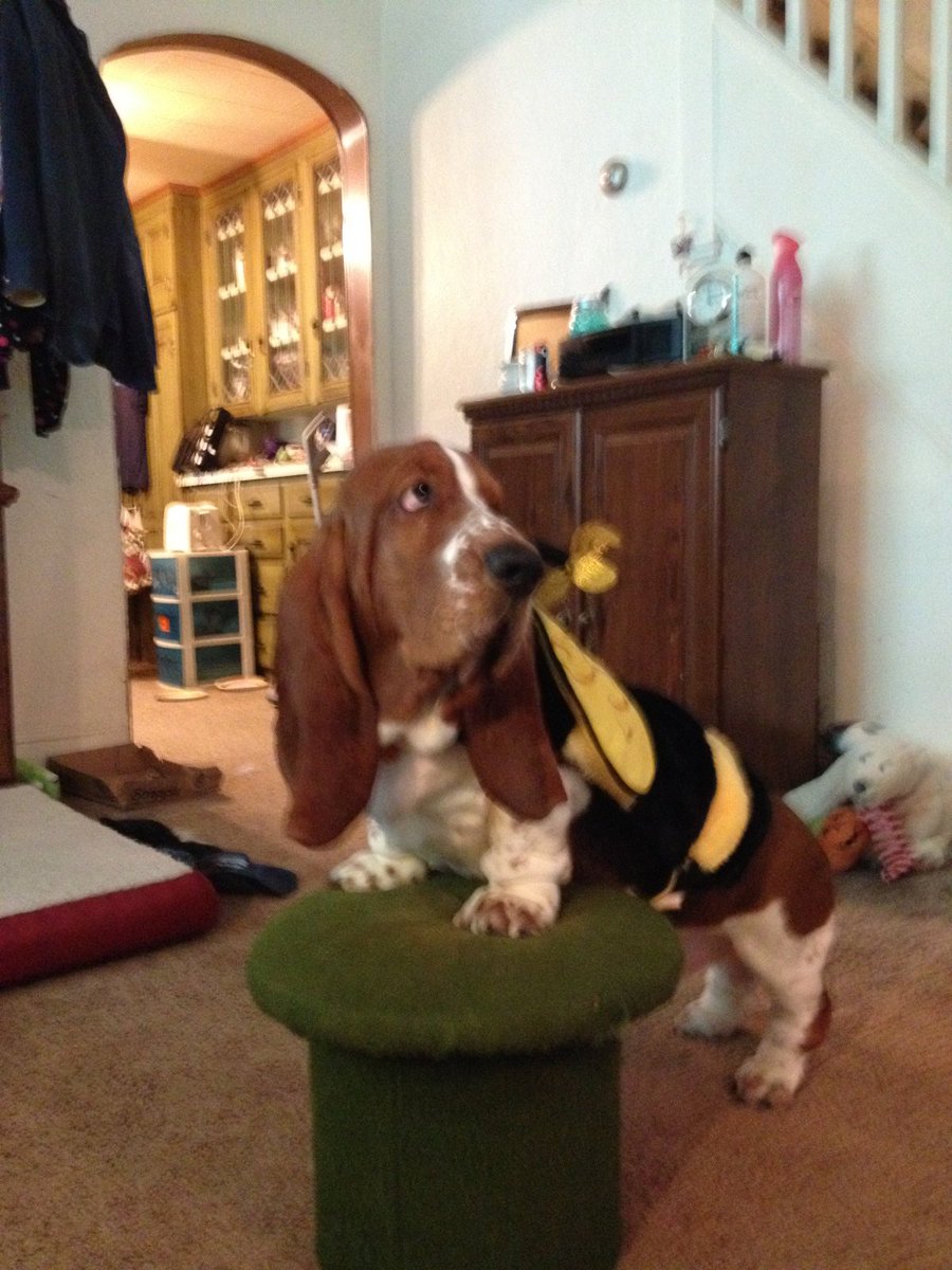 ElvisBasset tweet picture