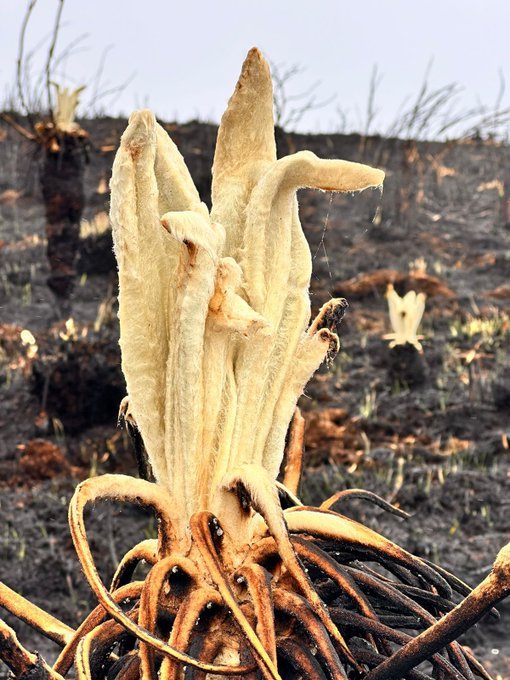 EstherBioSci's tweet photo. Hola, mi nombre es Frailejon Ernesto Fenix.

Y vengo a saludar, no me conoces, pero yo a ti si si, yo soy tu amigo.

Tu amigo Frailejon Ernesto Fénix.

🫶🏻

Lo más lindo que verás hoy, nuestros Frailejones, renaciendo de las cenizas!

😍 https://t.co/OyJIwHimVC