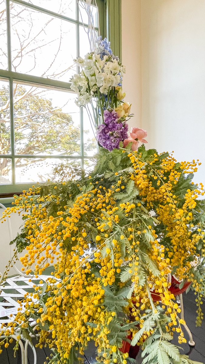 photomasu's tweet photo. 最近ミモザの花便りをX投稿で時々見かけるようになりました。
写真は、2023/2/26に出かけた、横浜山手西洋館"ブラフ18番館"の特別装飾。
街中でミモザを見かけたのは、3月初旬でした。
ちなみに、3月8日は"国際女性デー"
ミモザの花言葉には『感謝』の意味があり、ミモザをプレゼントするらしいです。 https://t.co/gpgtTdQsPz