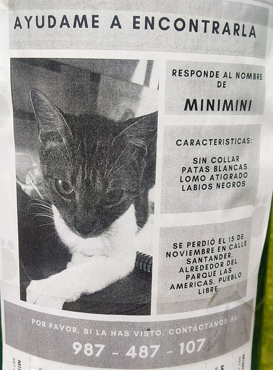 #SeBusca #perdido
Mascota en Pueblo Libre
Minimini, de patitas blancas y lomo atigrado
Parque Las Americas