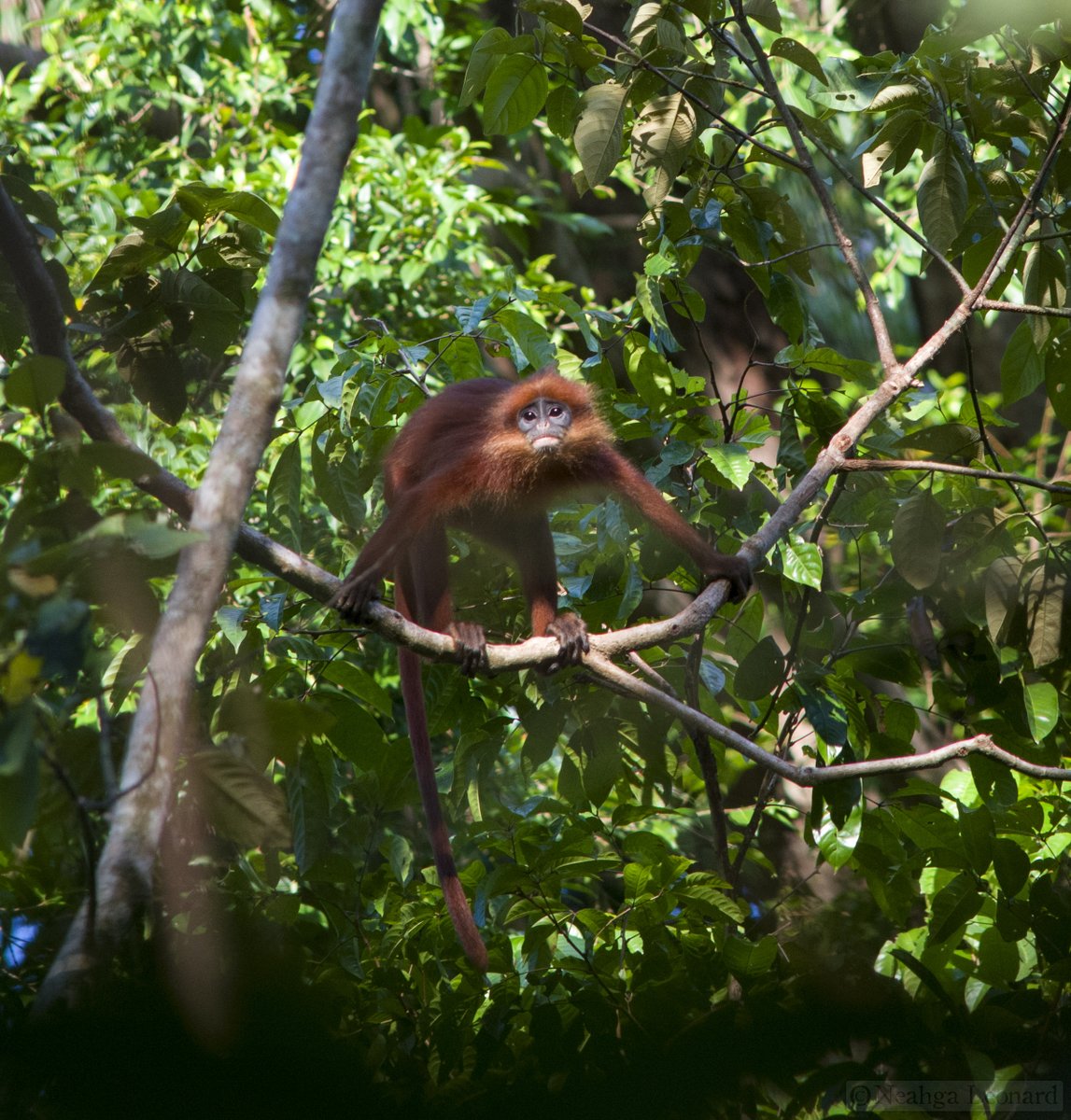 The red leaf monkey, or maroon leaf monkey, thrives in the jungles of Borneo. While their numbers are steady, their habitat is at risk due to deforestation, preserving rainforests is vital! 🌿🐒 #Conservation #Borneo