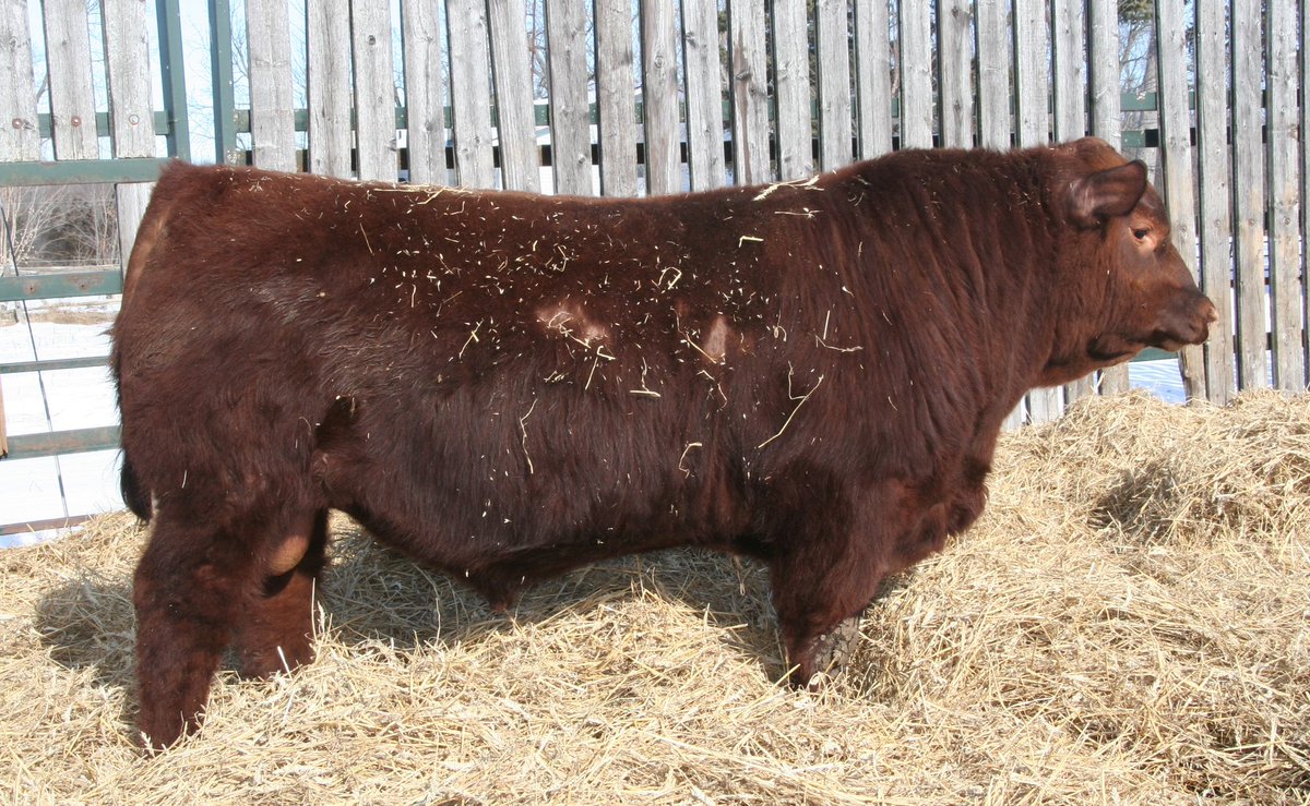 outsetcattleco's tweet photo. Red Angus Heifer Bull he’s as long as a freight train! Stout and moderate with great feet.  OSCC 112L Mar-Mac Lincoln x Six Mile Gentry https://t.co/kHcnjge2xq