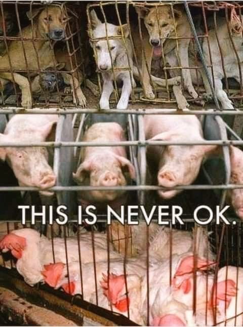 #dogmeat #dogmeattrade #pigfactory #porkindustry #chickenfarming #freerangechicken #carnismdebunked #meatistheoldultraviolence #noexcuseforanimalcruelty #animalsarenotfood #animalsarenotlivestock #bewise #bevegan #behumane #endcognitivedissonance #endanimalcruelty #endspeciesism