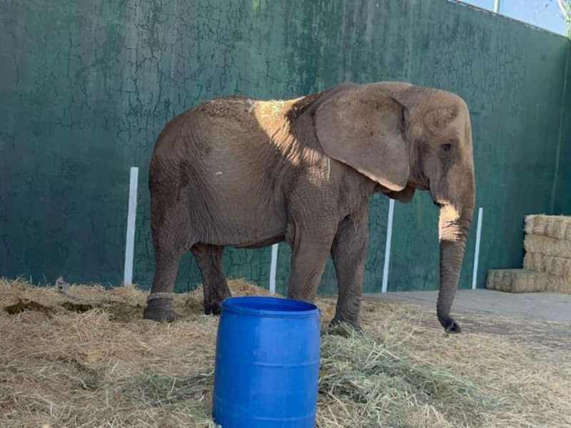 YoAmoaLaCiencia's tweet photo. ¿Dónde está la elefante? 

A un día de que Profepa comenzó a pedir en redes sugerencias de zoológicos y centros turísticos para enviar a la elefante.

No han hecho un comunicado oficial del estado de la elefante.

Ni han transparentado el proceso para la elegir dónde la llevarán. https://t.co/GvOQc5MwDT