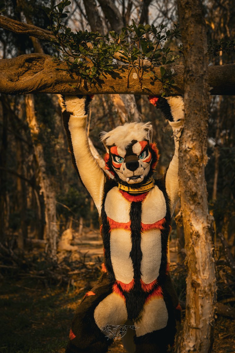 in the woods. #FursuitFriday 📸:@A_Silly_Wolf_AD
