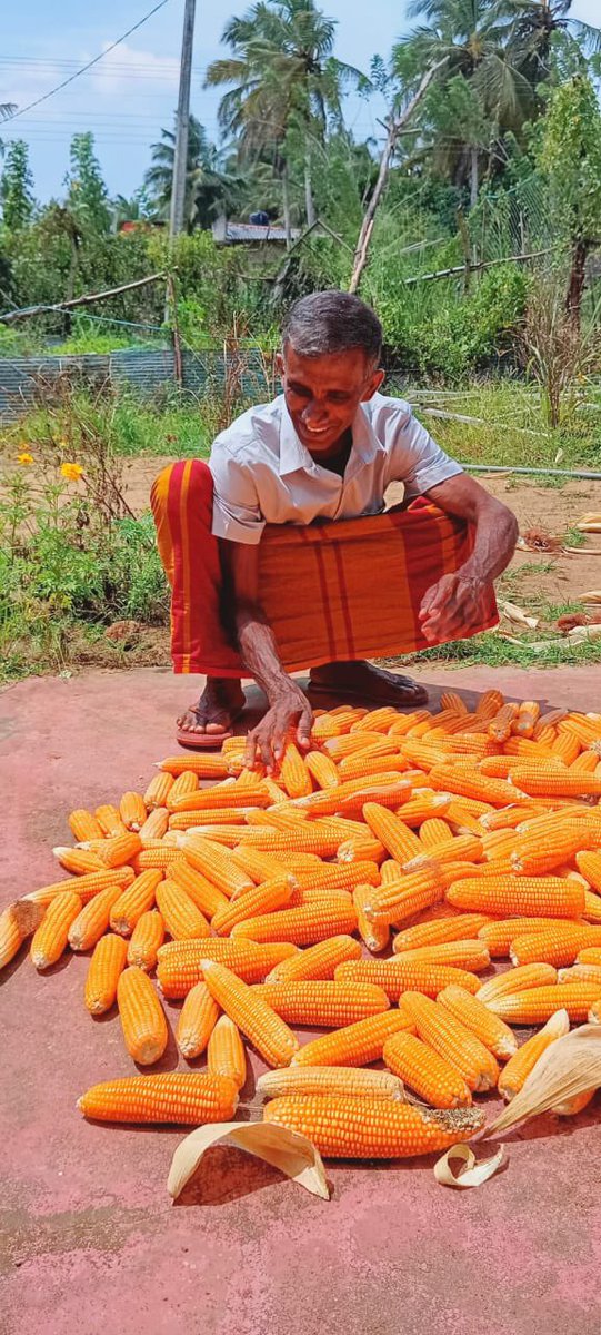 YasanthaMapatu2's tweet photo. Reaping the benefits of the giant maize reciliance program benifitting  nearly 40,000 HH, geard by @SAPP_LK @IFADSouthAsia along with Ministry of Agriculture Sri Lanka and provinicial agriculture authorities NCP Uva Eastern and Southern and Department of Agrarian Services https://t.co/aZ8vuz2PRC