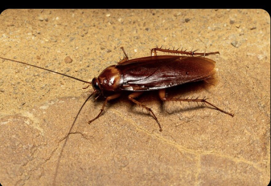 Thousands of these migrants entering our borders every day