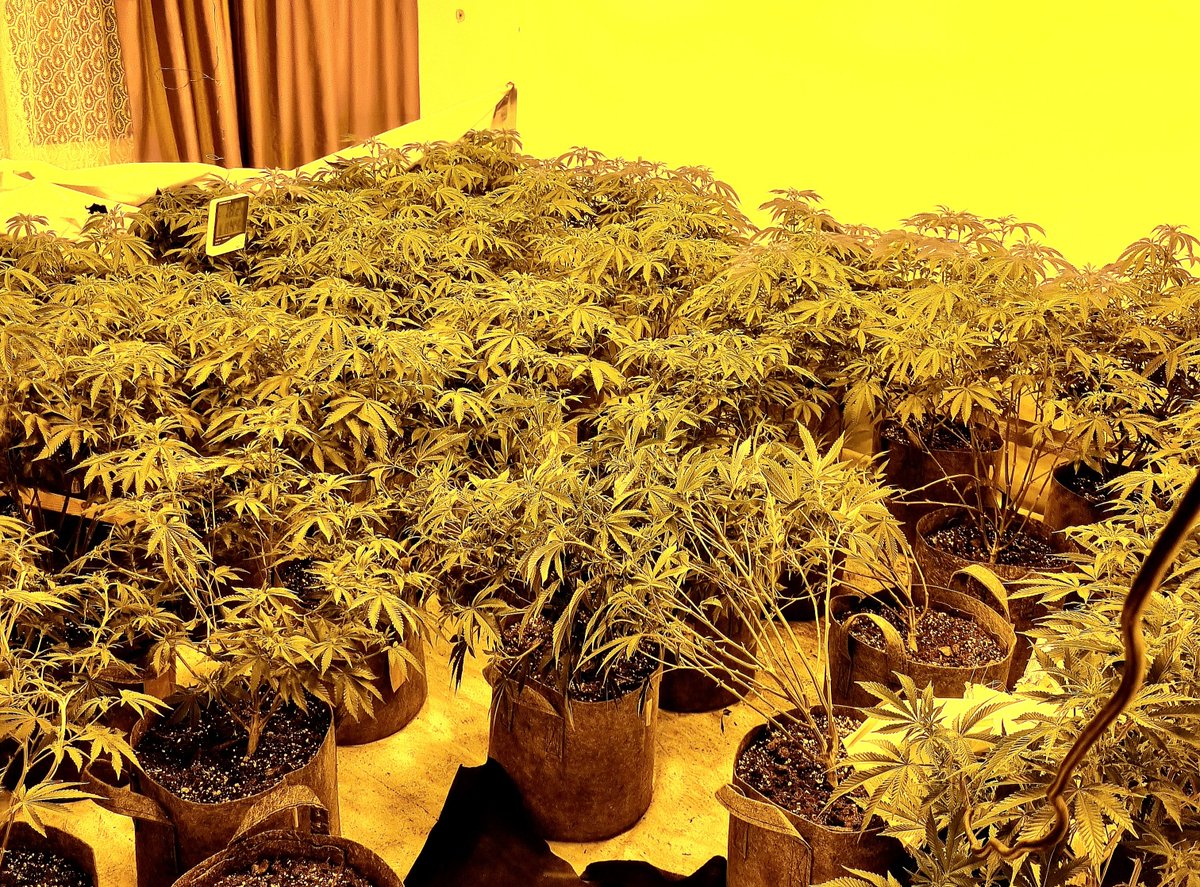 Team1: Officers executed a S.23 drugs warrant in #Sheldon #Birmingham with support from @OSU_WMP and @YardleyWMP Over 200 Cannabis plants were found and seized and 1 male arrested after attempting to flea over gardens. #HiVisGardners #NippedintheBud