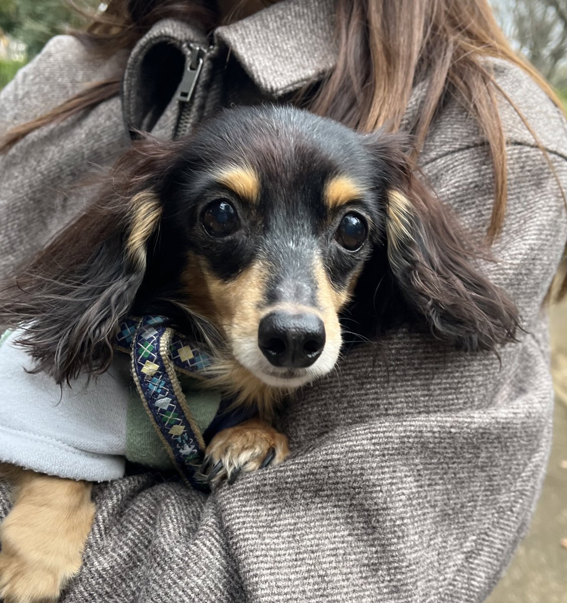 funachan0730's tweet photo. マメ10歳、チーズ13歳^ - ^我が家のワンズ🐶 https://t.co/aZjWhJEQNR
