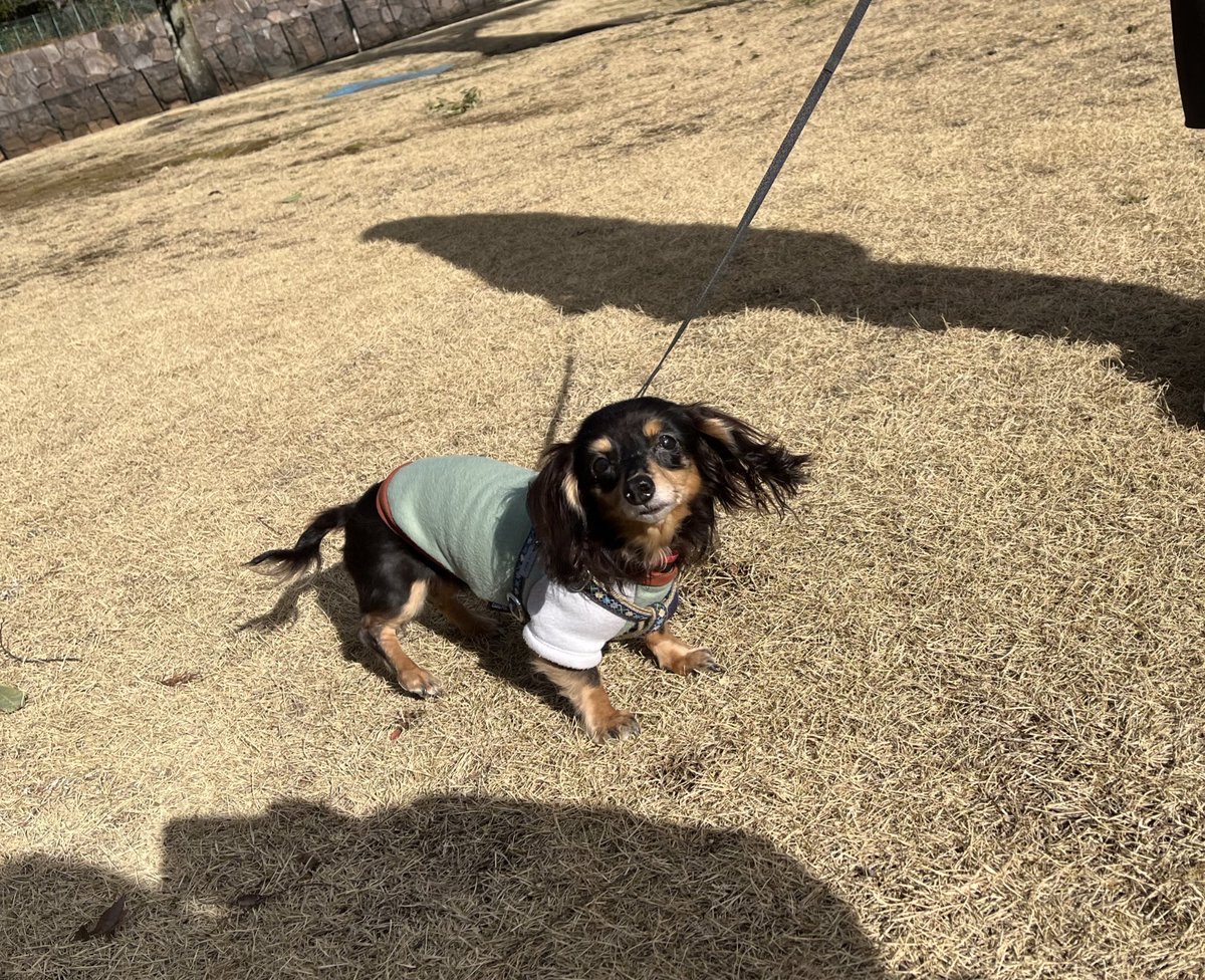 funachan0730's tweet photo. マメ10歳、チーズ13歳^ - ^我が家のワンズ🐶 https://t.co/aZjWhJEQNR