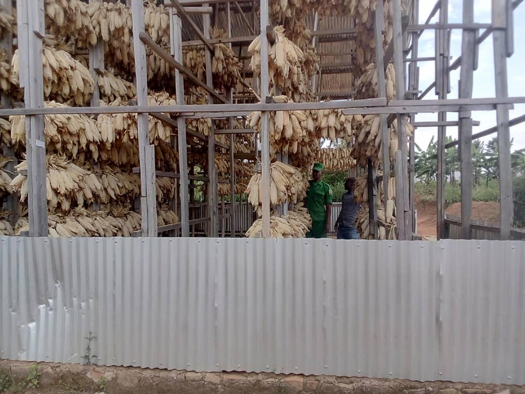 NgerukaBugesera's tweet photo. Ubu bwanikiro bw'ibigori muri @NgerukaBugesera utugari twa #Ngeruka na #Gihembe bufashwe neza ndetse bunakoreshwa neza burimo gufasha abahinzi kwita k'umusaruro w'ibigori wabonetse muri season 2024A. 
@RwandaAgri @RwandaAgriBoard https://t.co/wQBZwJRkPQ