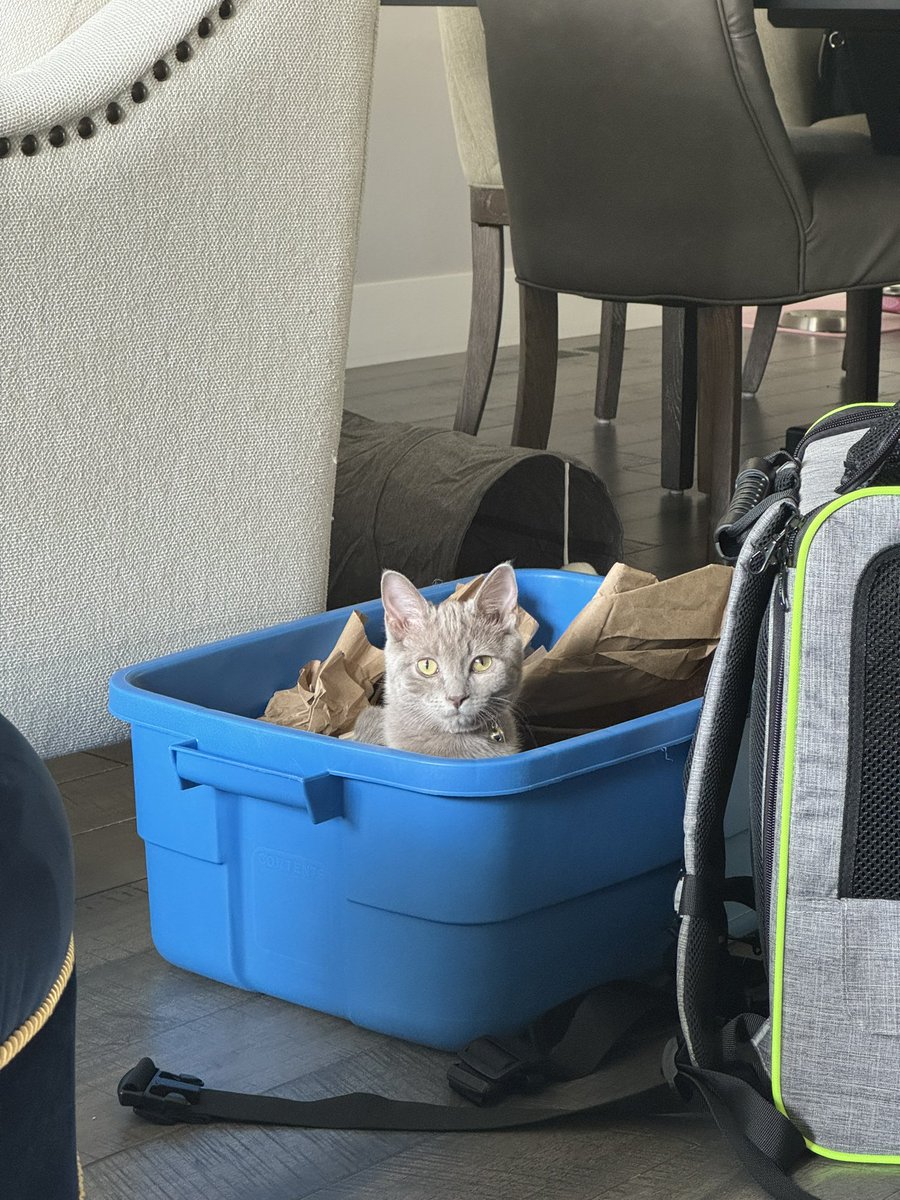 LEMYNAID's tweet image. hi, hope everyone’s having a good week :)