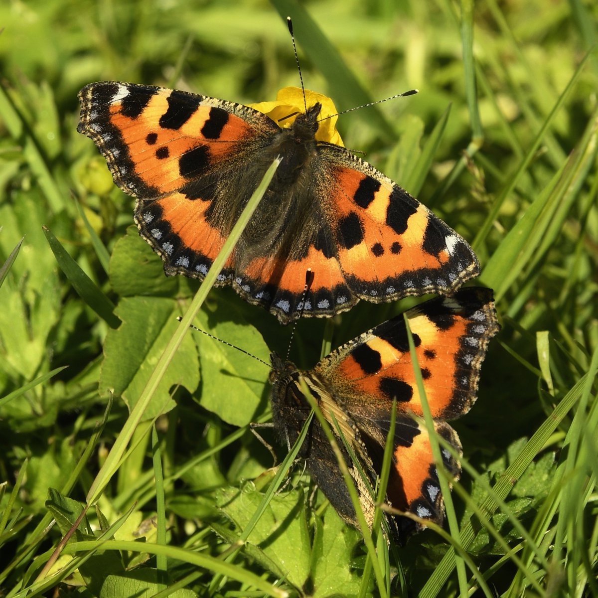 #TortoiseshellThursday for a #ButterflyForEveryDay.