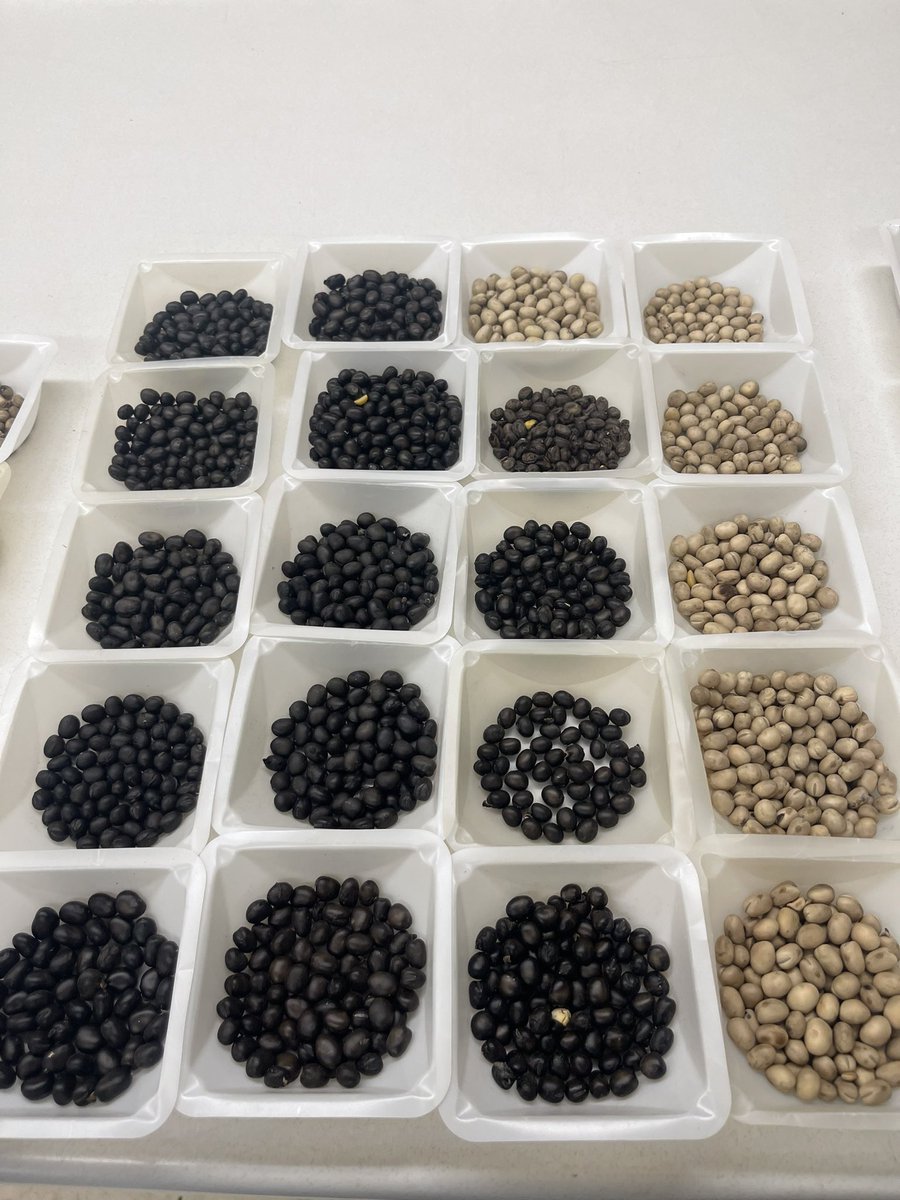 anagvargasp's tweet photo. I feel like the world needs black seed coated faba beans! Please let me know if anyone is interested. https://t.co/dBw4WjX22m