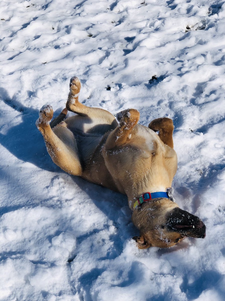 The snow might be gone for now but winter is not over yet.  Anyone have a furry friend that adores the ❄️?
#dogs #cats #WINTER