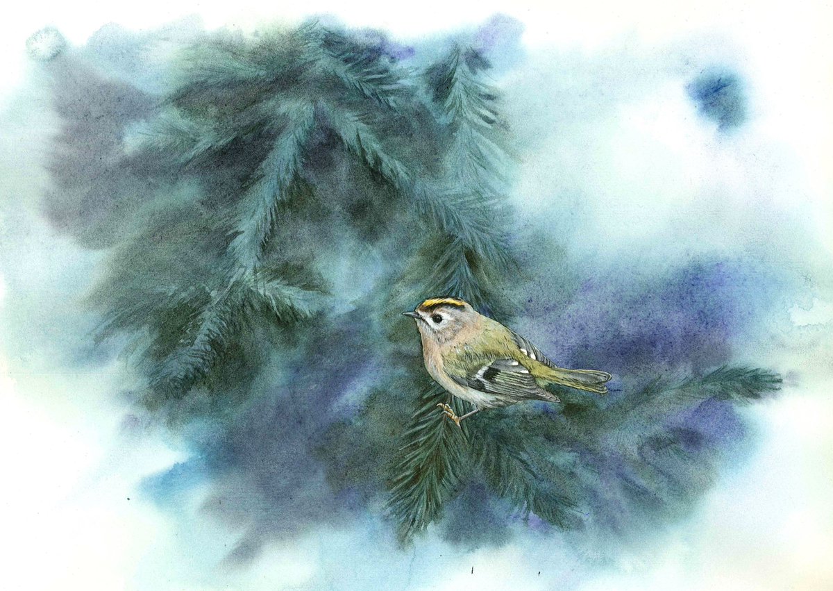 Nosuri_art's tweet photo. Forest souls (15/30) #Goldcrest (Regulus regulus)

The conifer explorer.

Reference video by Jarmila Kačírková.
Watercolour and coloured pencils on paper. https://t.co/DmC2BU046i