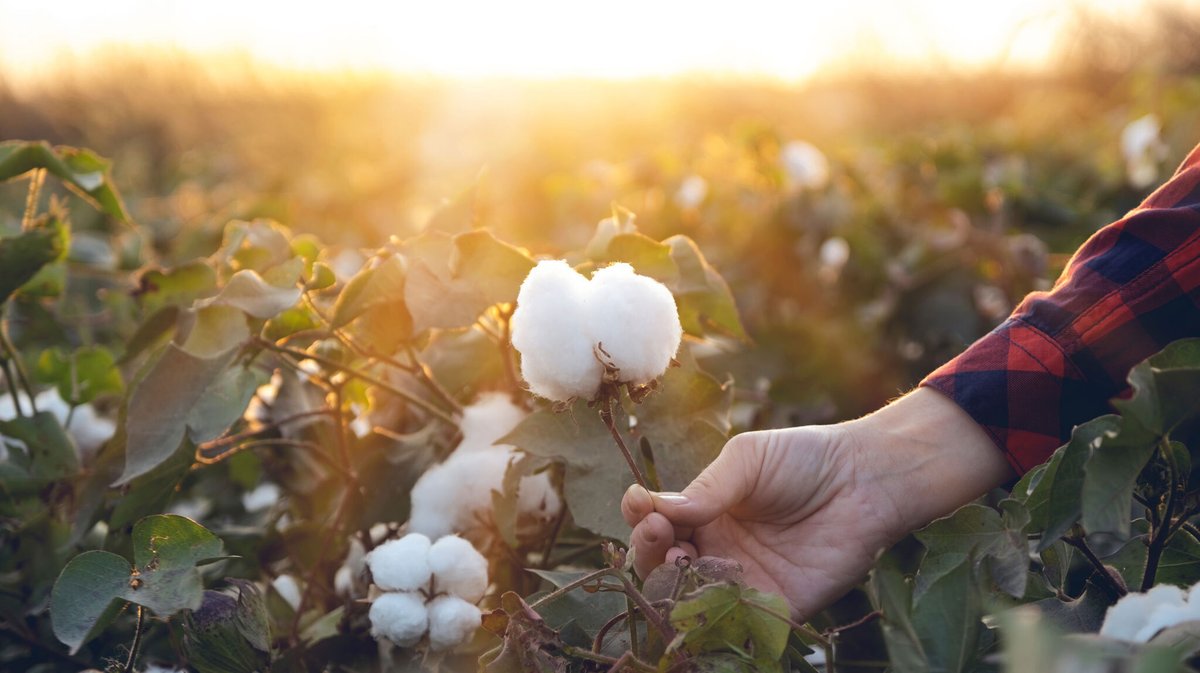 Interested in joining the SHI Team? We are currently seeking a Soil Scientist with Project Management Expertise to lead soil health sampling for the U.S. Regenerative Cotton Fund. Learn more at: soilhealthinstitute.org/careers/