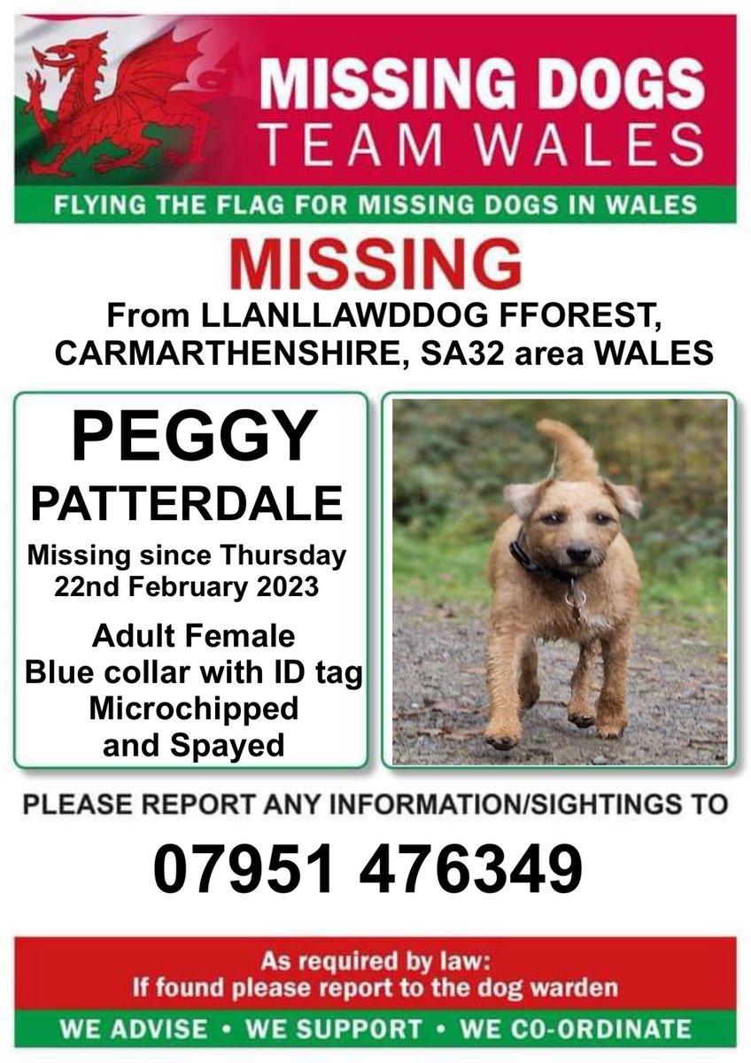 ‼️PEGGY #PATTERDALETERRIER IS MISSING FROM #LLANLLAWDDOGFOREST, #CARMARTHENSHIRE, #SA32 area #WALES 
Since Thursday 22nd February 2023
‼️Spayed and Microchipped plus wearing collar with ID tag
‼️Please ring number on poster with any information/sightings