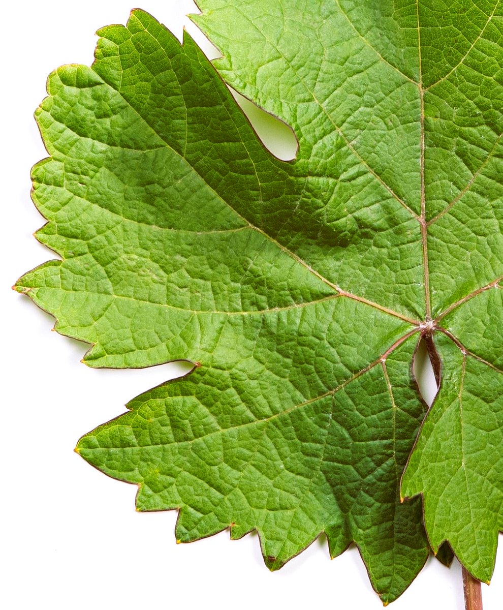 Behold the wonders of nature 🍃
a perfect leaf of Armenian grape, bordered in wine-red colour with exquisite care.