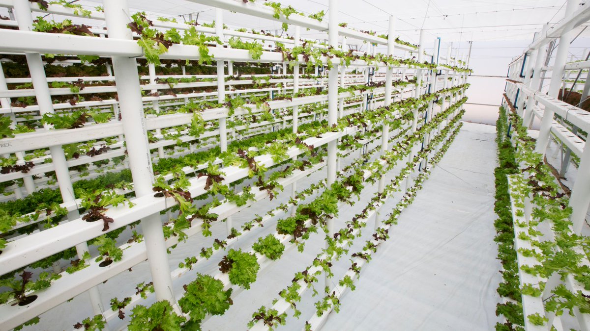 Exciting news for Northern Ontario's agri-food sector! FedNor invests $450,000 to boost food supply chains and support entrepreneurs. Goals include enhancing sustainability technologies like vertical farming. 🌱🍽️ #AgTech  💰