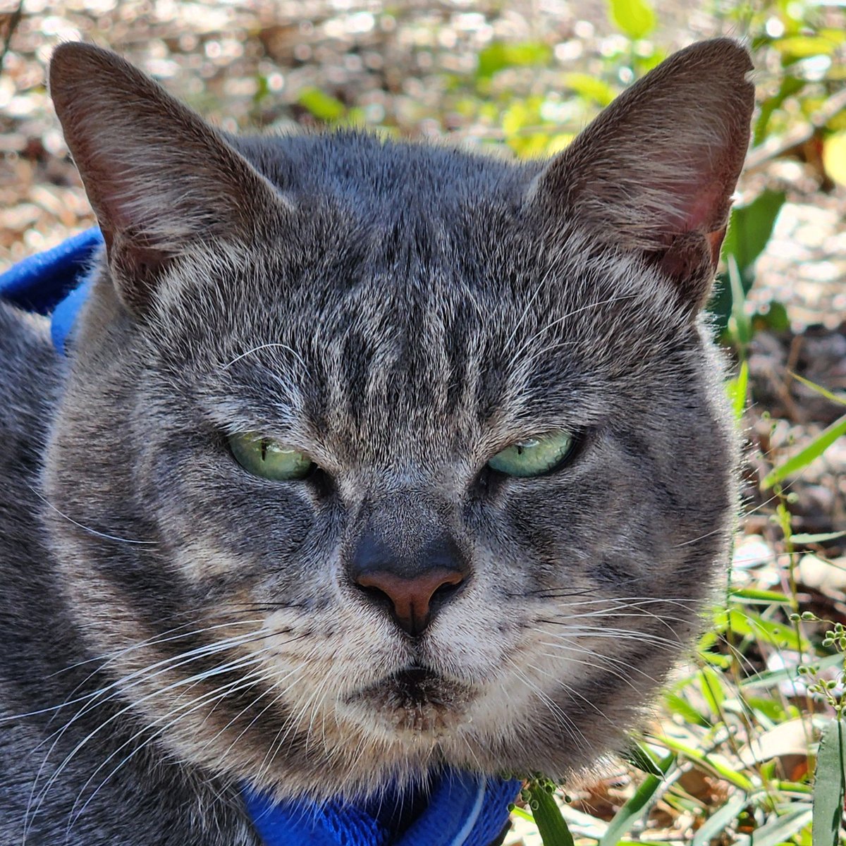 - CAT -
Amateur Photography February 2024, by Estelle Cress

#smartcat #abandonedgarden #animalphotography  #greycat #florida #photography #naturephotography #artist #estellecress #newartist #creative #forest #animal  #landscapephotography #artisteslettecress #cat