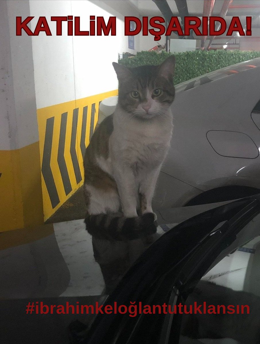 Ben artık unutmayı reddediyorum ya. Hep yazacağım. Ceza alsan bile yazacağım. Sen kimsin ki bunu kendinde hak görebildin. Madem benim canım bu kadar acıyor, susmayacağım. 

#erosiçinadalet 
#ibrahimkeloğlantutuklansın