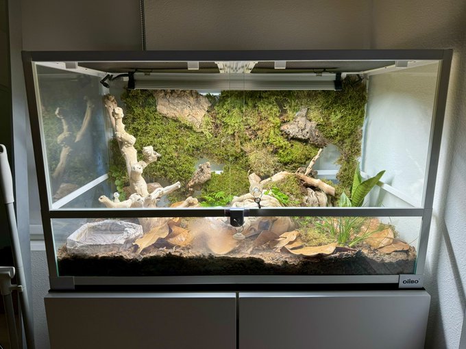 I upgraded Yato&rsquo;s enclosure :3  I have to purchase more moss to fill in the background more This is a<a href="/tag/fnaf"class="tags"><span>#fnaf</span></a><a href="/tag/thepuppet"class="tags"><span>#thepuppet</span></a><a href="/tag/themarionette"class="tags"><span>#themarionette</span></a>