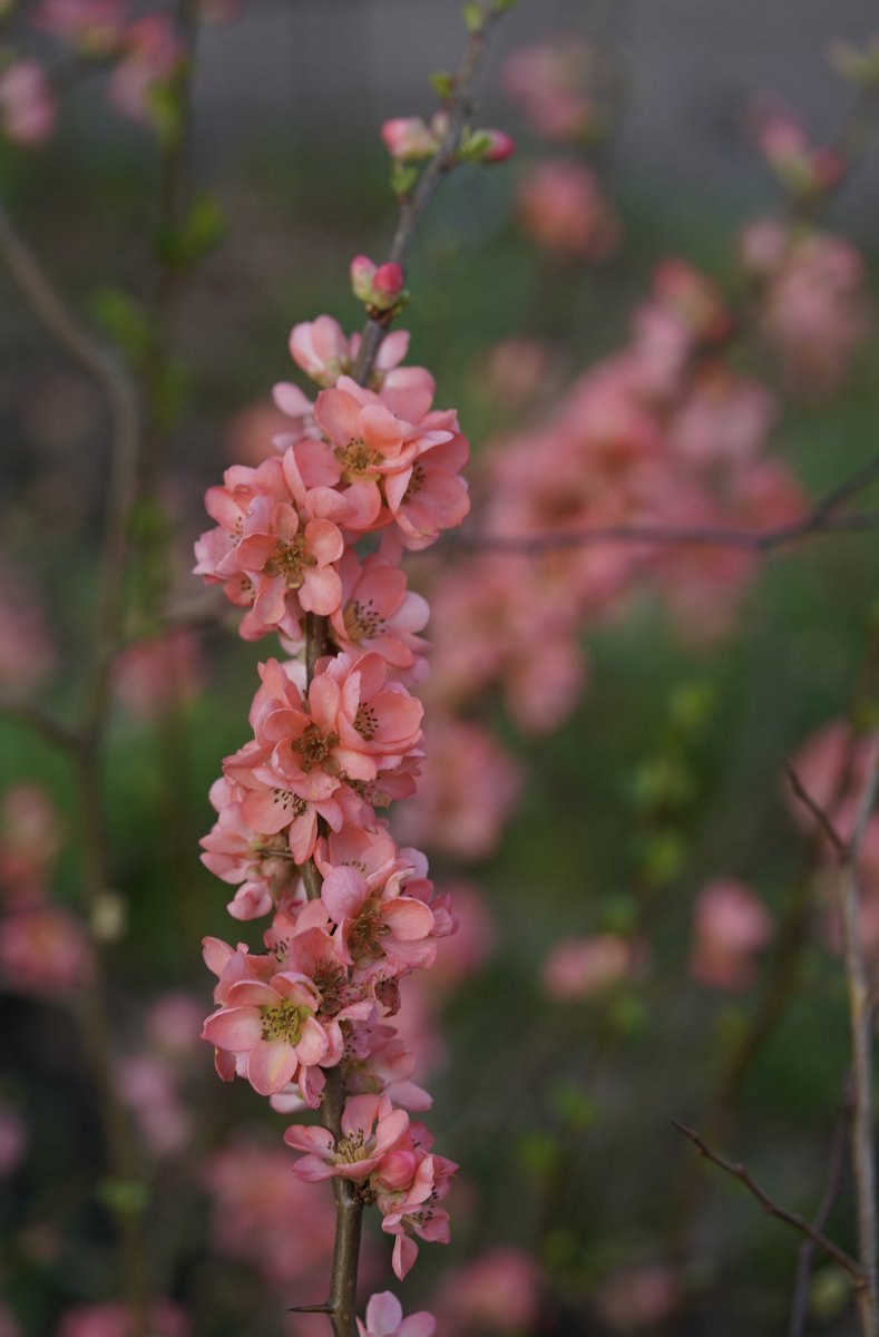 Every single year, this Chaenomeles x superb 'Coral Sea' steals my heart... I mean look at those peachy/pastel flowers... (Another amazing spring flowering plant spotted @RHSWisley)